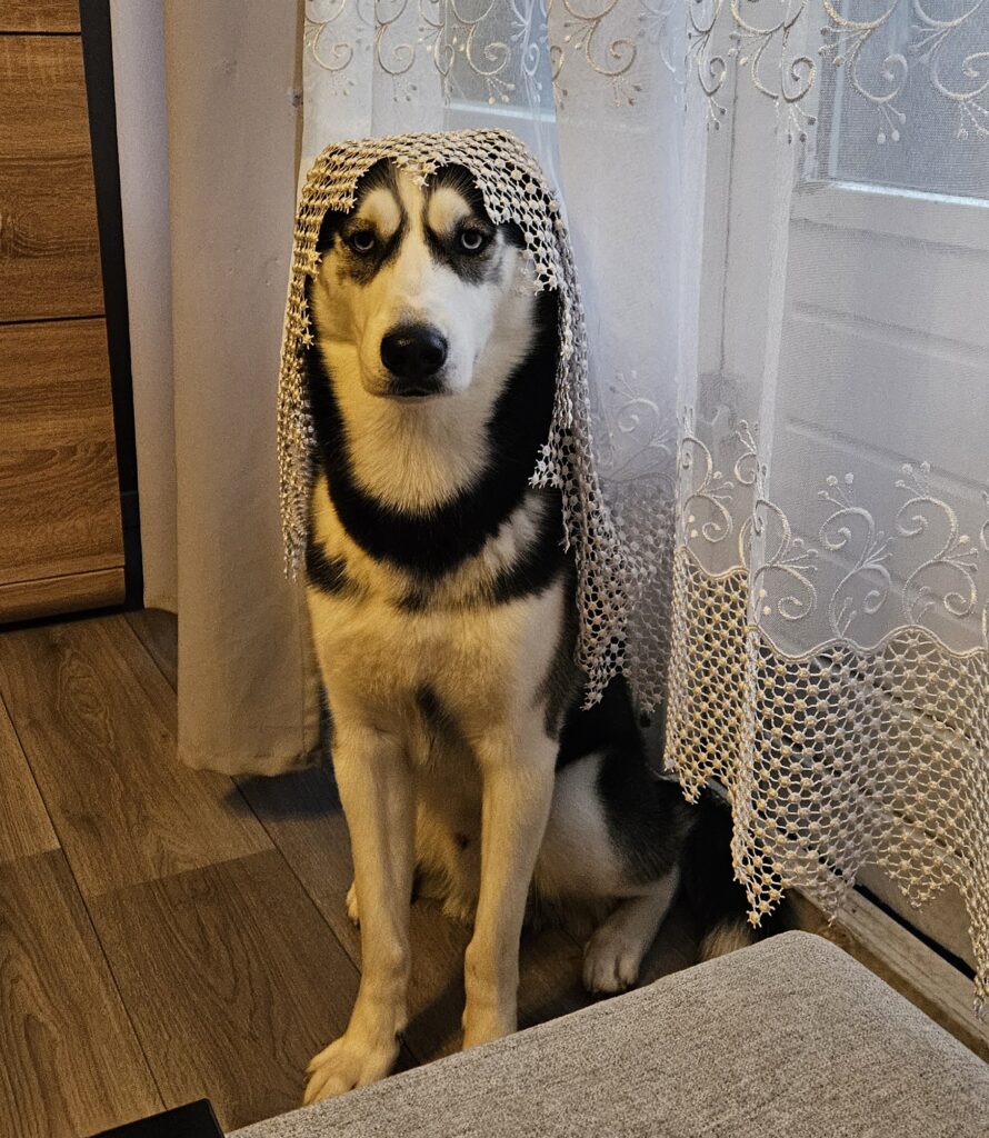 Forest, husky należący do jednego z członków redakcji RadioPolskaNL