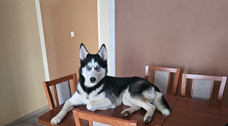 Nasz husky trafił do schroniska mimo chipa. Ten błąd popełnia wielu właścicieli psów w Holandii