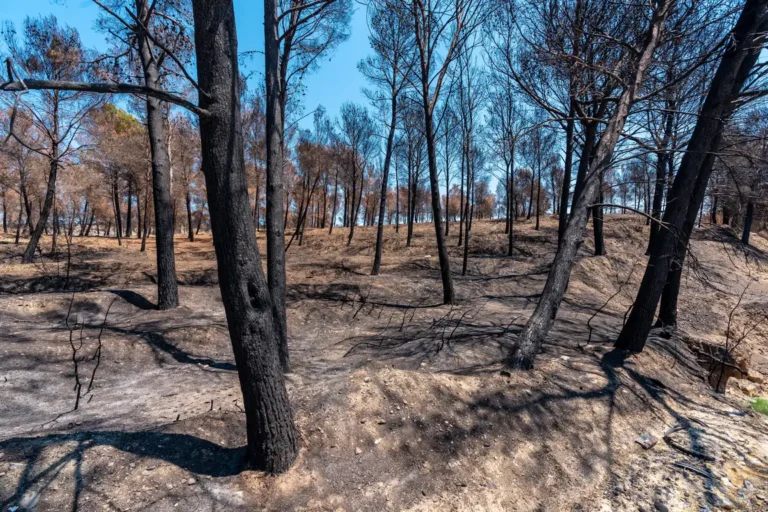 Pożar w Boschhuizerbergen w Limburgii pod kontrolą. Spłonęło około 100 hektarów lasu