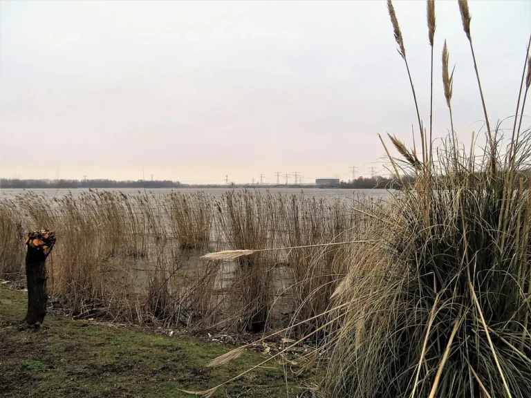Noorder IJplas w Amsterdam-Noord, gdzie planowana jest budowa turbin wiatrowych