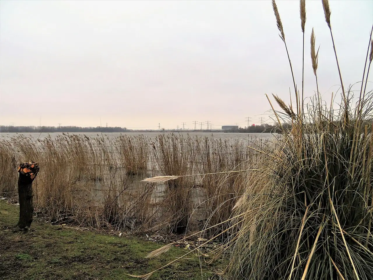 Noorder IJplas w Amsterdam-Noord, gdzie planowana jest budowa turbin wiatrowych